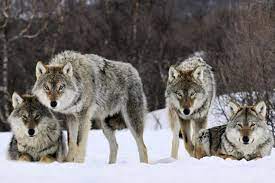 В Коми с начала года добыли 48 волков
